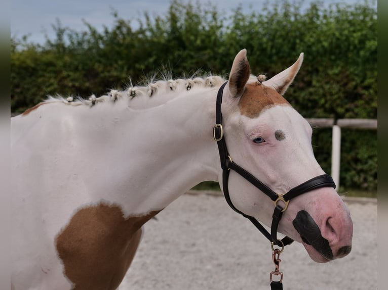 Koń andaluzyjski Mix Wałach 4 lat 148 cm Srokata in Neustadt (Wied)