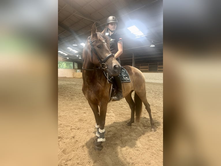 Koń andaluzyjski Wałach 4 lat 150 cm Gniada in Pelmberg