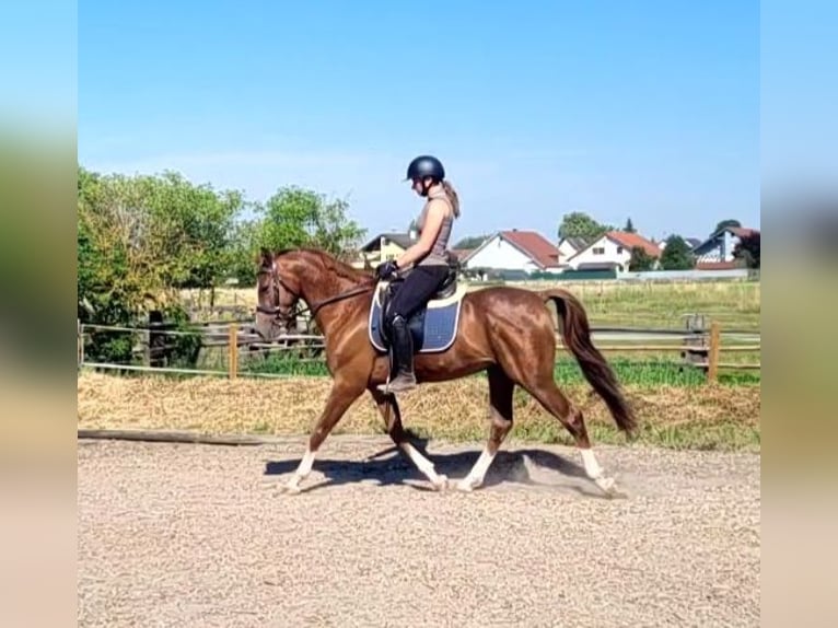 Koń andaluzyjski Mix Wałach 4 lat 153 cm Kasztanowata in Karlshuld
