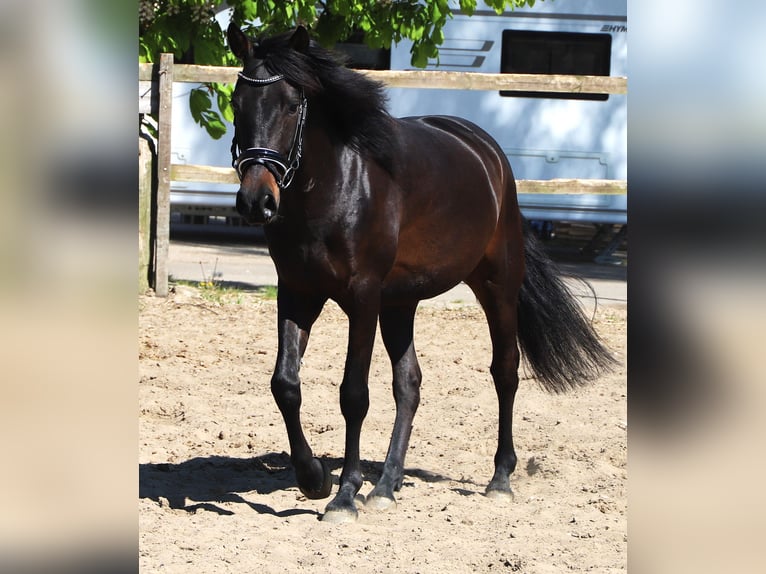 Koń andaluzyjski Wałach 4 lat 153 cm Skarogniada in Uelsen