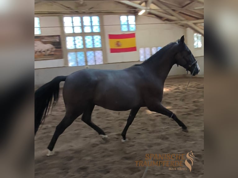 Koń andaluzyjski Mix Wałach 4 lat 154 cm Kara in Traventhal
