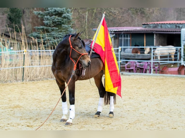 Koń andaluzyjski Wałach 4 lat 155 cm Bułana in Wülfrath