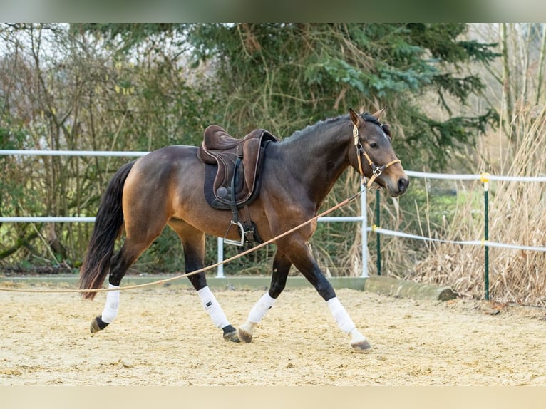 Koń andaluzyjski Wałach 4 lat 155 cm Bułana in Wülfrath