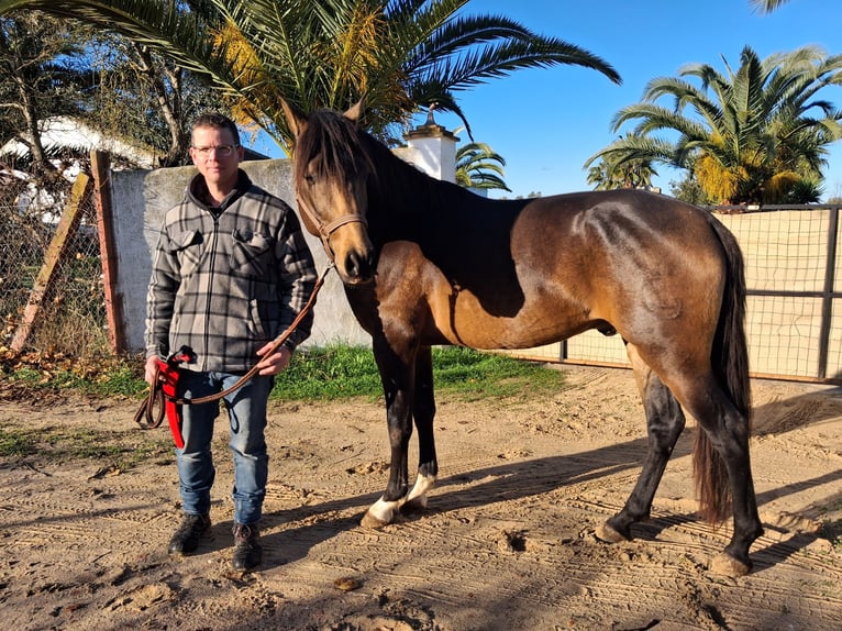 Koń andaluzyjski Wałach 4 lat 155 cm Bułana in Wülfrath