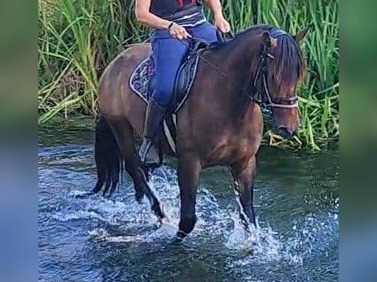 Koń andaluzyjski Wałach 4 lat 155 cm Ciemnogniada in Solorzano