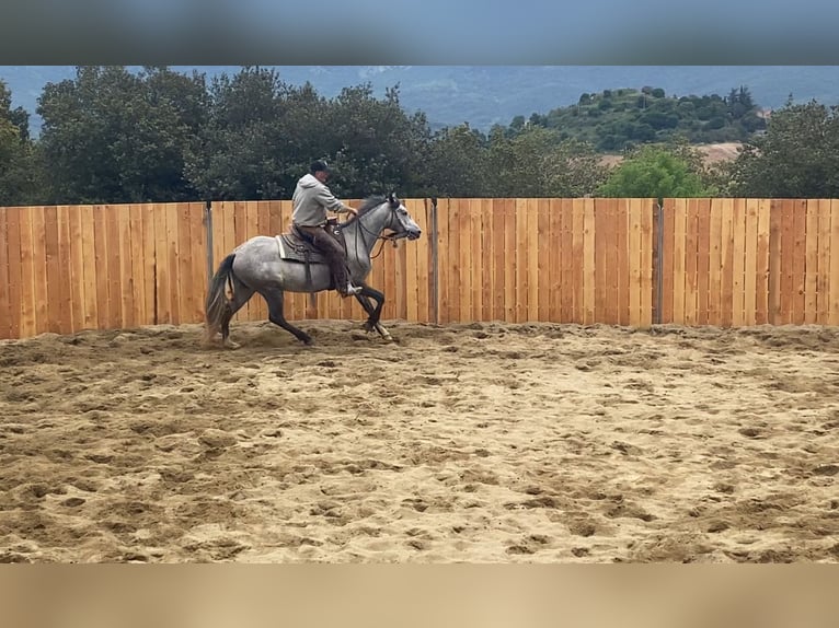 Koń andaluzyjski Wałach 4 lat 155 cm Siwa in Zerf