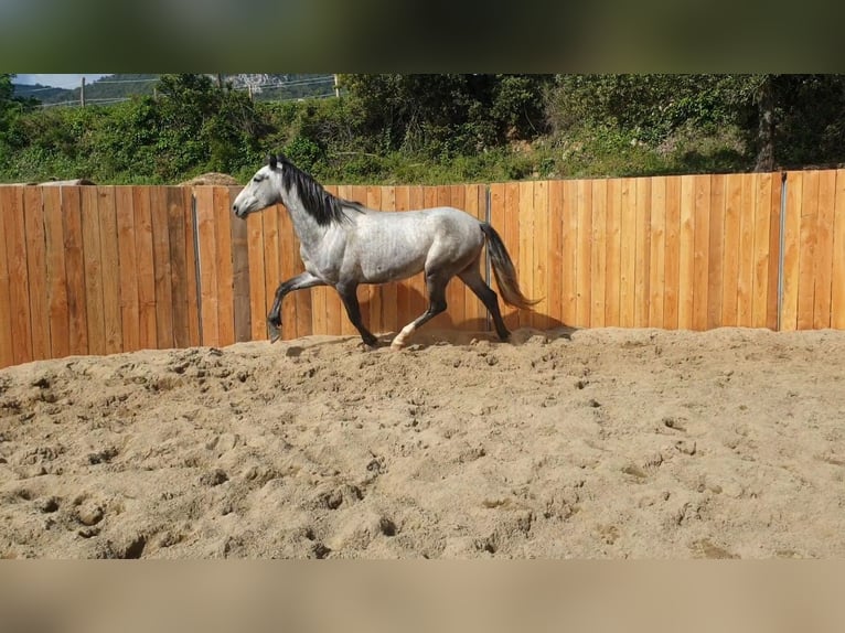 Koń andaluzyjski Wałach 4 lat 155 cm Siwa in Zerf