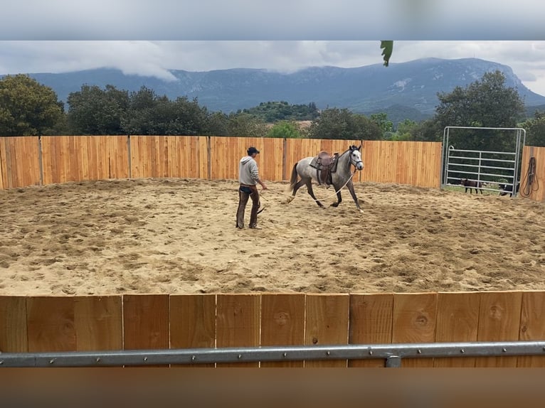 Koń andaluzyjski Wałach 4 lat 155 cm Siwa in Zerf