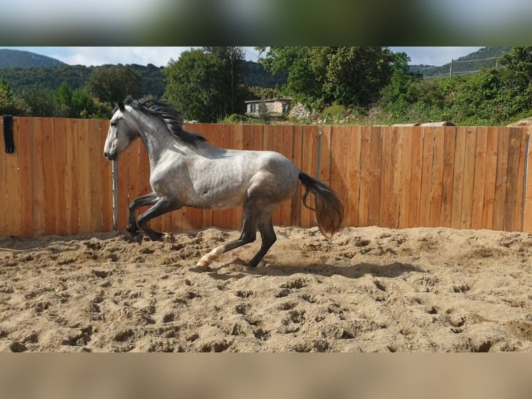 Koń andaluzyjski Wałach 4 lat 155 cm Siwa in Zerf