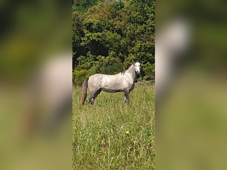 Koń andaluzyjski Mix Wałach 4 lat 155 cm Siwa in Zerf