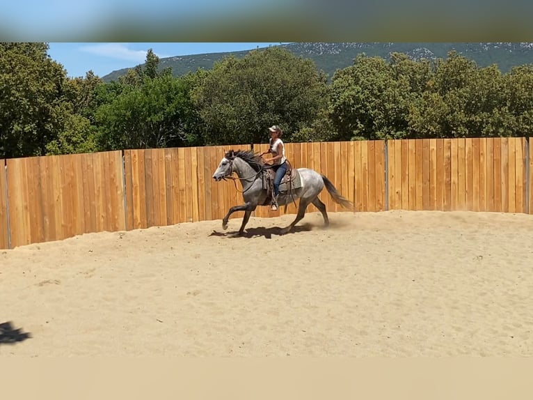Koń andaluzyjski Mix Wałach 4 lat 155 cm Siwa in Zerf