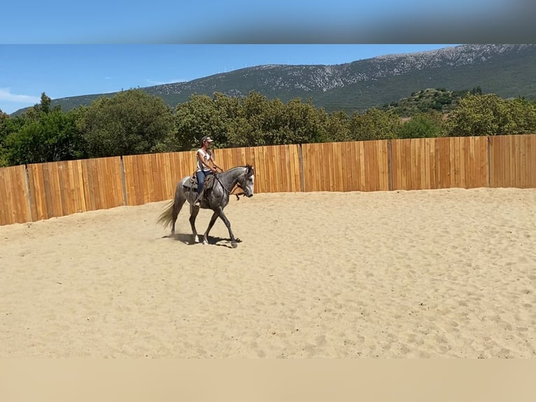 Koń andaluzyjski Mix Wałach 4 lat 155 cm Siwa in Zerf