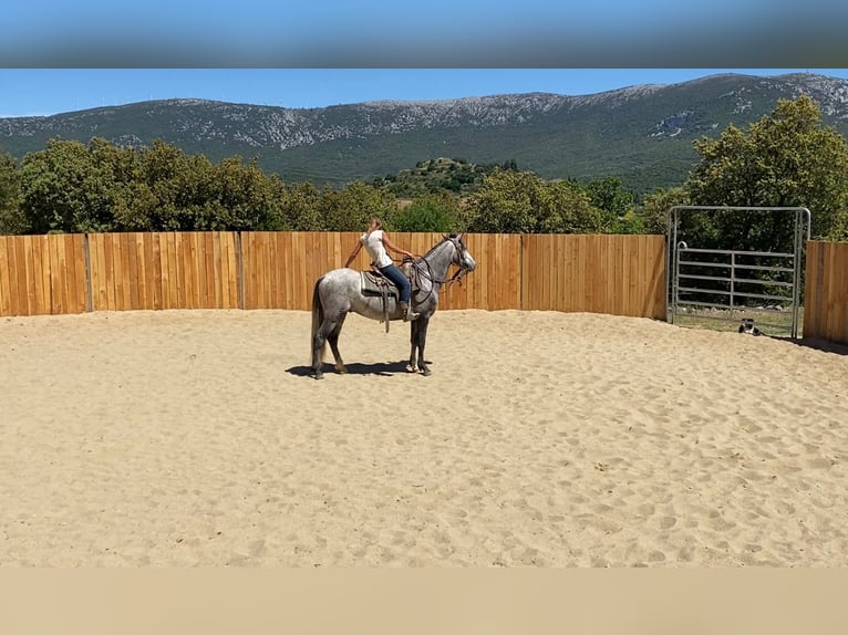 Koń andaluzyjski Mix Wałach 4 lat 155 cm Siwa in Zerf