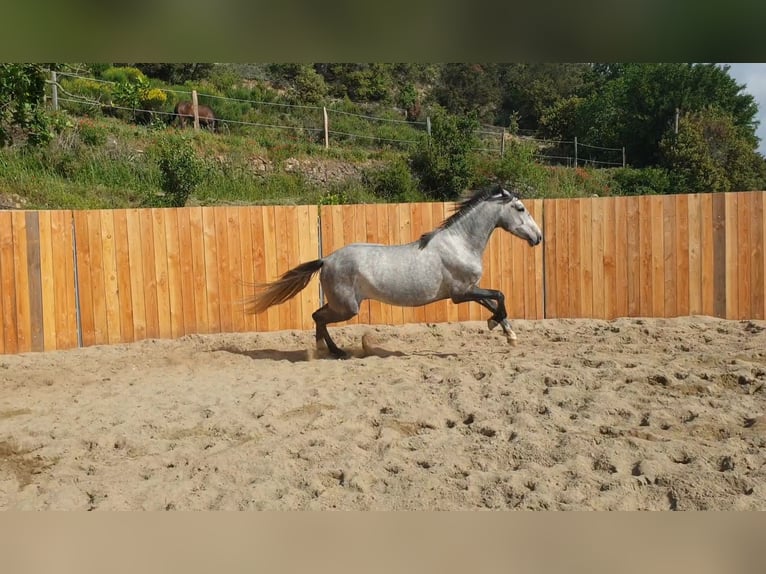 Koń andaluzyjski Wałach 4 lat 155 cm Siwa in Zerf