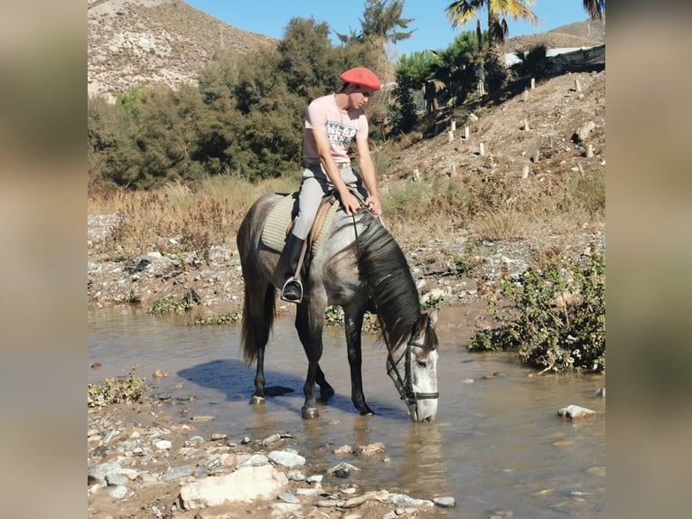 Koń andaluzyjski Wałach 4 lat 156 cm Siwa in Adra Almería