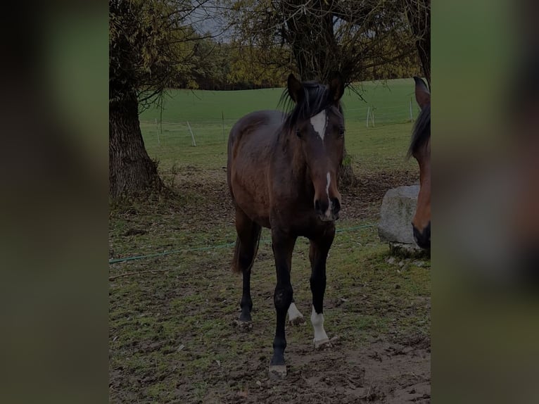 Koń andaluzyjski Wałach 4 lat 157 cm Ciemnogniada in Bergkirchen
