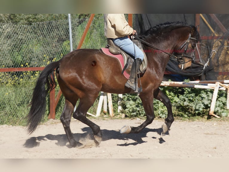 Koń andaluzyjski Wałach 4 lat 158 cm Gniada in Pruna