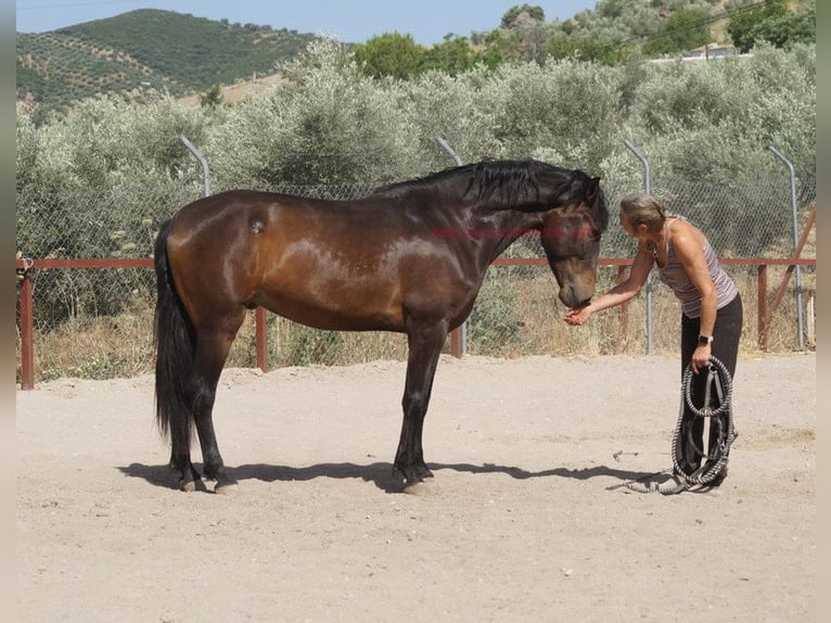 Koń andaluzyjski Wałach 4 lat 158 cm Gniada in Pruna