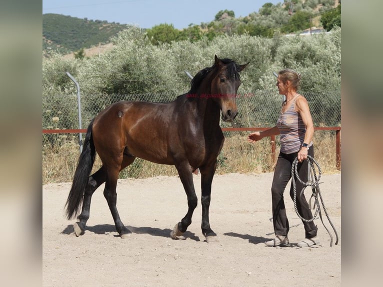 Koń andaluzyjski Wałach 4 lat 158 cm Gniada in Pruna