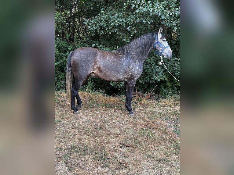 Koń andaluzyjski Wałach 4 lat 159 cm Siwa jabłkowita in Espinar, De El (Estacion)