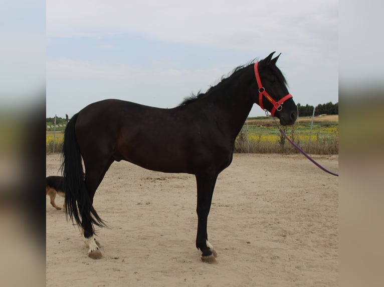 Koń andaluzyjski Wałach 4 lat 160 cm Ciemnogniada in Vejer de la Frontera