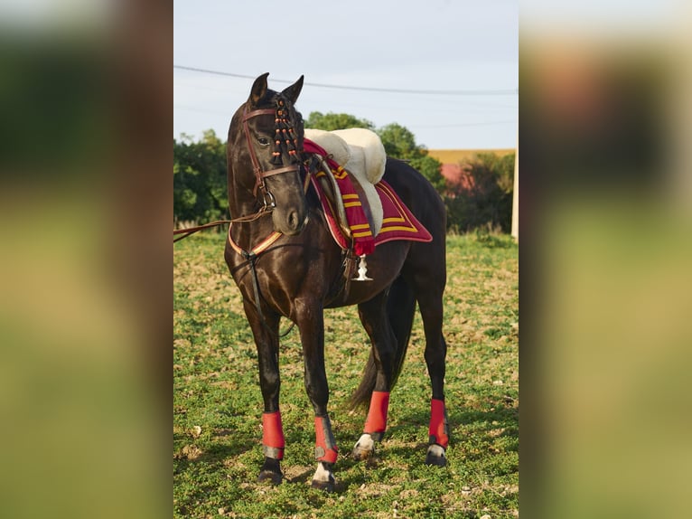 Koń andaluzyjski Wałach 4 lat 160 cm Ciemnogniada in Vejer de la Frontera