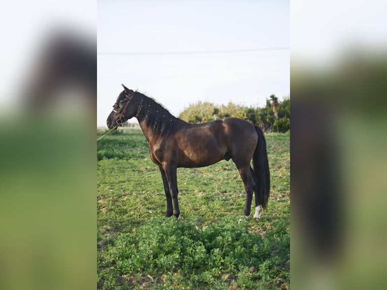Koń andaluzyjski Wałach 4 lat 160 cm Ciemnogniada in Vejer de la Frontera