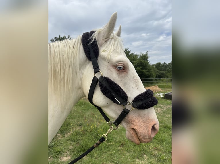 Koń andaluzyjski Wałach 4 lat 160 cm Cremello in Vic-le-Fesq