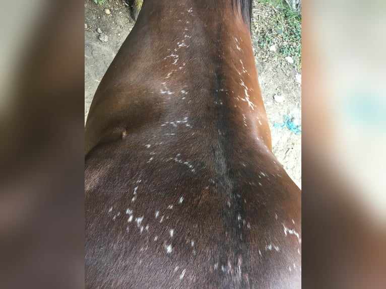Koń andaluzyjski Wałach 4 lat 160 cm Gniada in Neubrunn