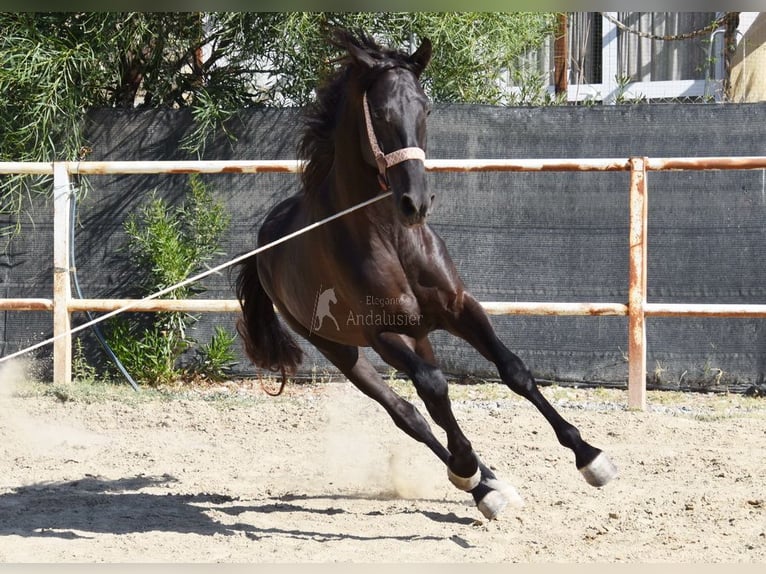 Koń andaluzyjski Wałach 4 lat 160 cm Kara in Provinz Malaga