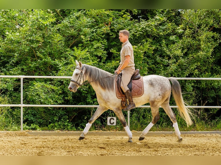 Koń andaluzyjski Wałach 4 lat 160 cm Siwa jabłkowita in Wülfrath