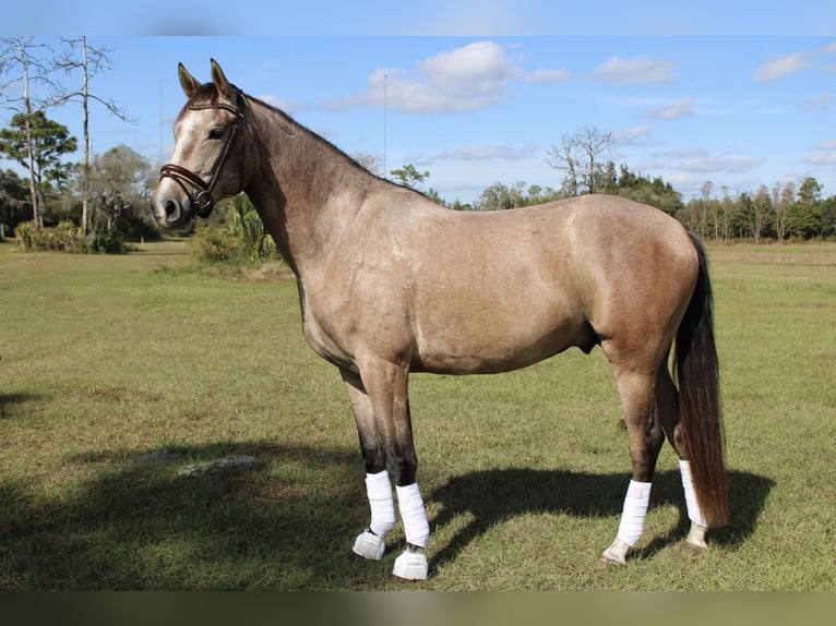 Koń andaluzyjski Wałach 4 lat 160 cm Siwa in Orlando
