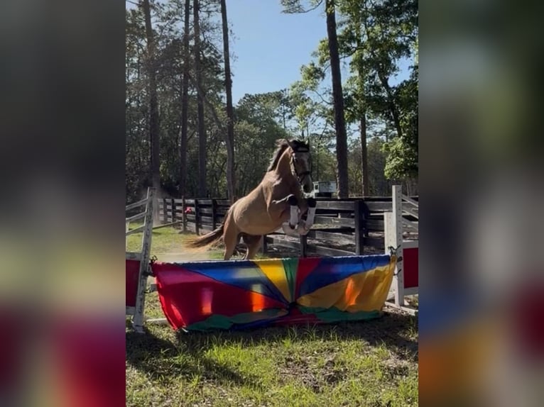 Koń andaluzyjski Wałach 4 lat 160 cm Siwa in Orlando