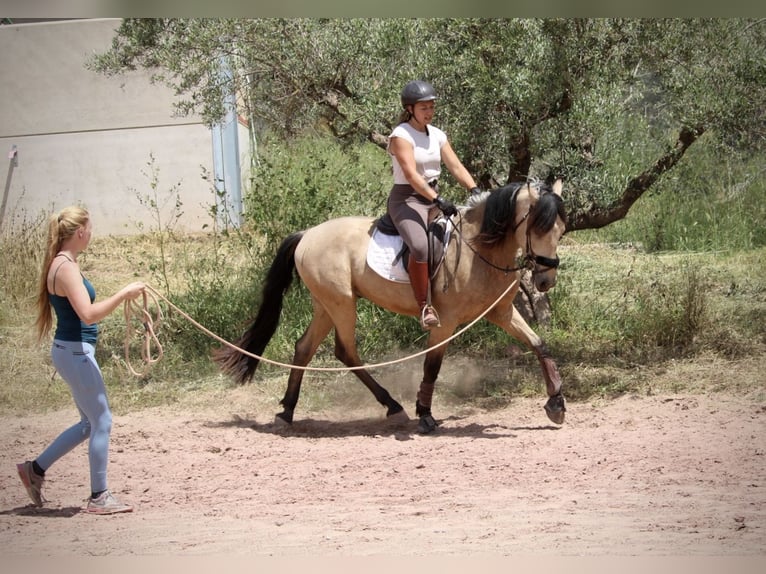 Koń andaluzyjski Wałach 4 lat 161 cm Bułana in Valencia