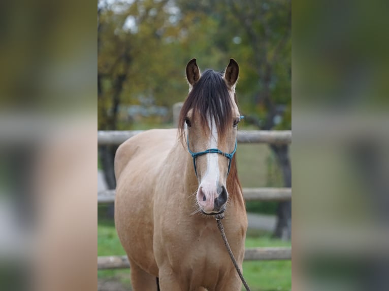 Koń andaluzyjski Wałach 4 lat 163 cm Bułana in Grassau