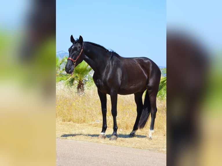 Koń andaluzyjski Wałach 4 lat 166 cm Kara in Extremadura