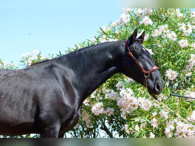 Koń andaluzyjski Wałach 4 lat 166 cm Kara in Extremadura