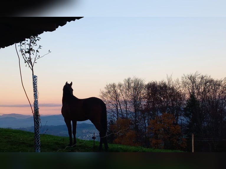Koń andaluzyjski Mix Wałach 5 lat 148 cm Ciemnokasztanowata in Hettiswil b. Hindelbank