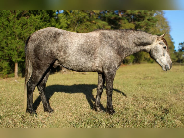 Koń andaluzyjski Wałach 5 lat 150 cm Siwa in risk tx