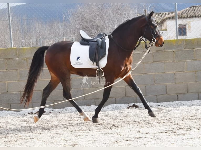 Koń andaluzyjski Wałach 5 lat 151 cm Ciemnogniada in Provinz Granada