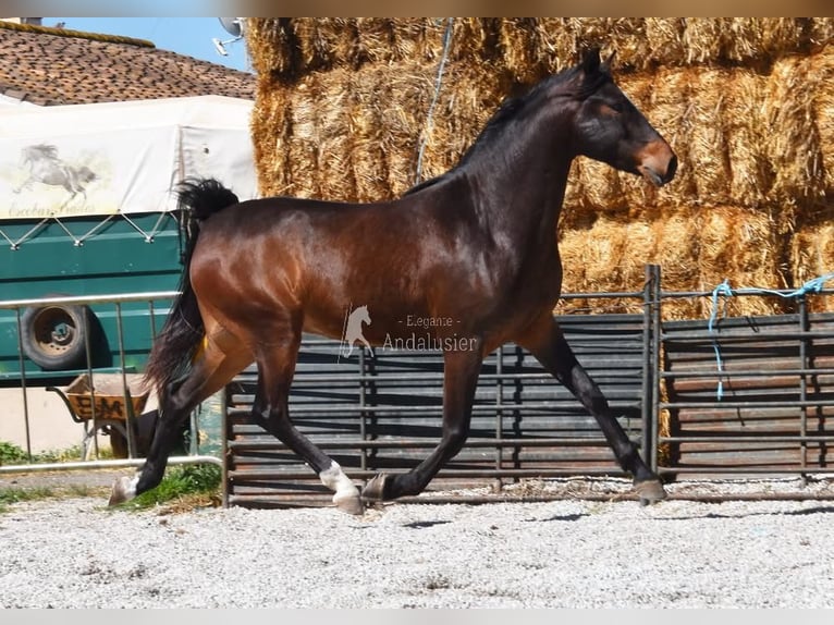 Koń andaluzyjski Wałach 5 lat 151 cm Ciemnogniada in Provinz Granada