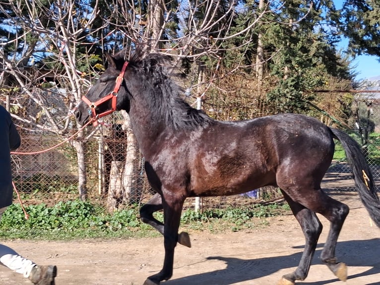 Koń andaluzyjski Wałach 5 lat 155 cm Kara in Wülfrath