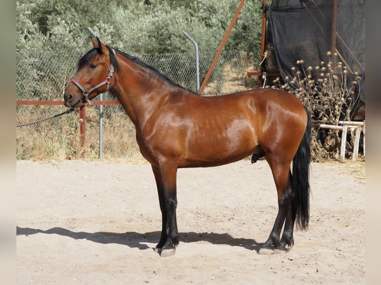 Koń andaluzyjski Wałach 5 lat 156 cm Gniada in Pruna