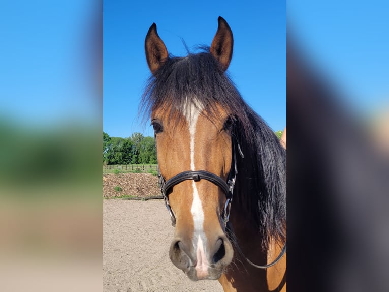 Koń andaluzyjski Mix Wałach 5 lat 156 cm Gniada in Karlshuld