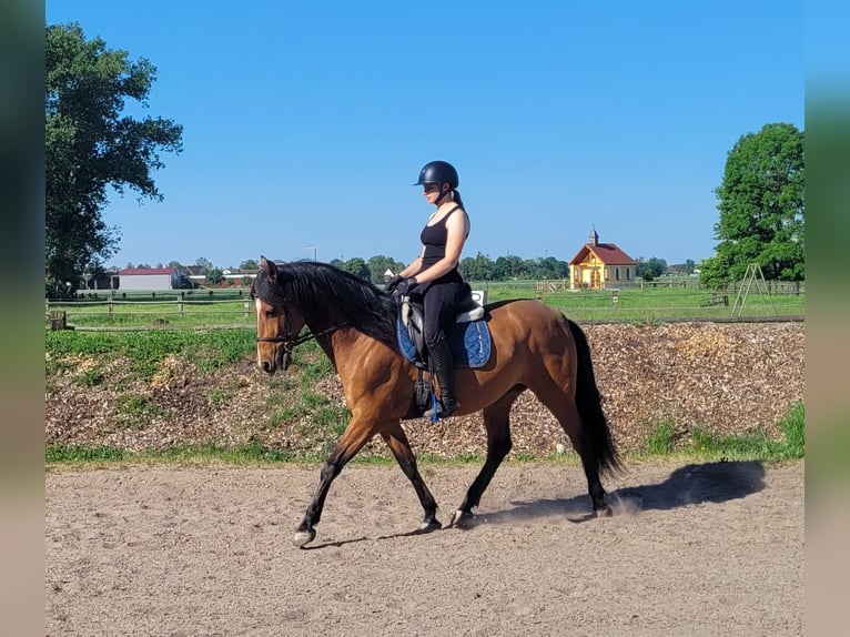 Koń andaluzyjski Mix Wałach 5 lat 156 cm Gniada in Karlshuld