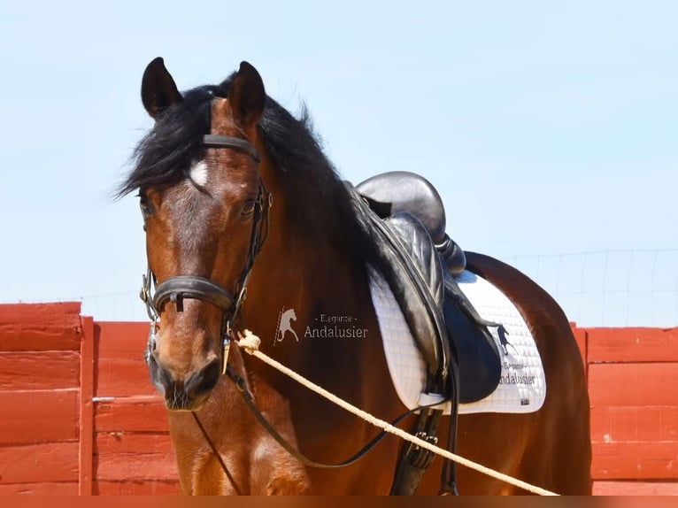 Koń andaluzyjski Wałach 5 lat 157 cm Gniada in Provinz Cordoba