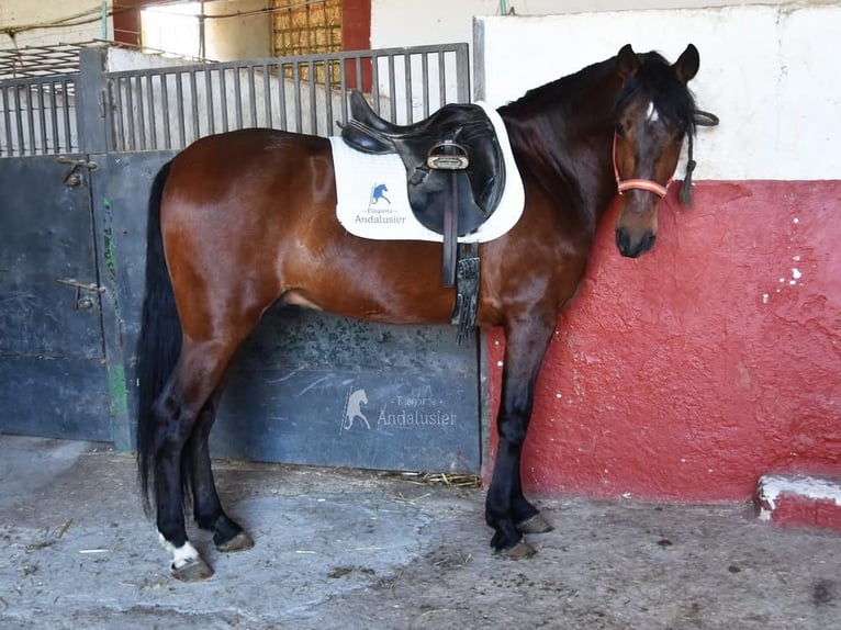 Koń andaluzyjski Wałach 5 lat 157 cm Gniada in Provinz Cordoba