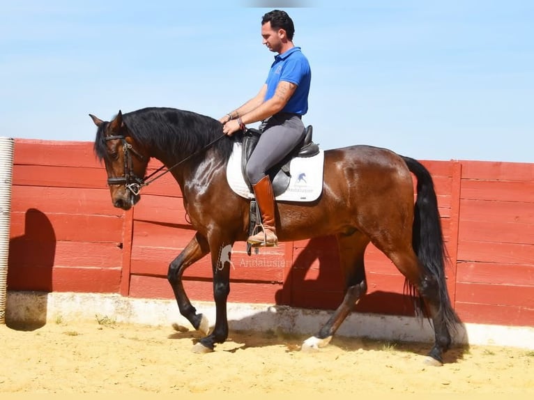 Koń andaluzyjski Wałach 5 lat 157 cm Gniada in Provinz Cordoba