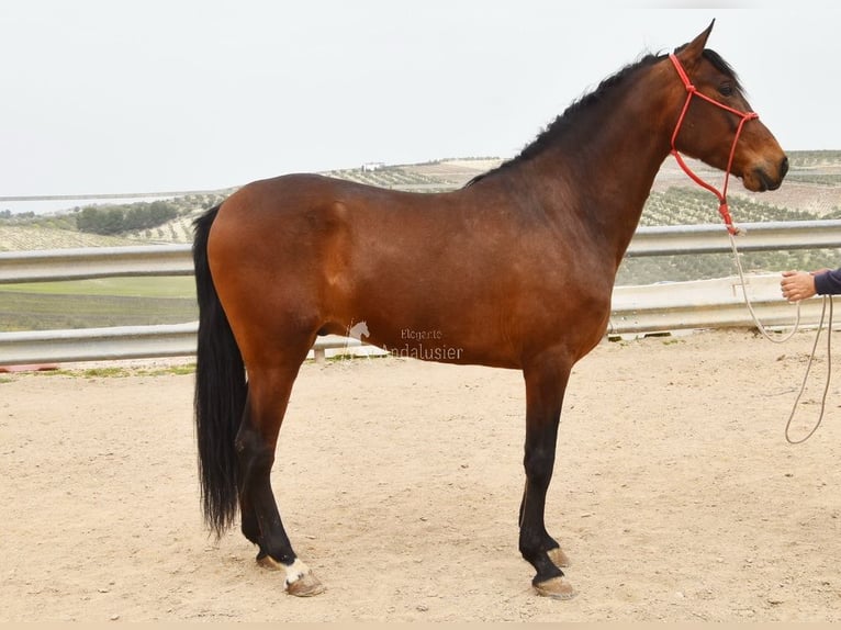 Koń andaluzyjski Wałach 5 lat 157 cm Gniada in Provinz Cordoba