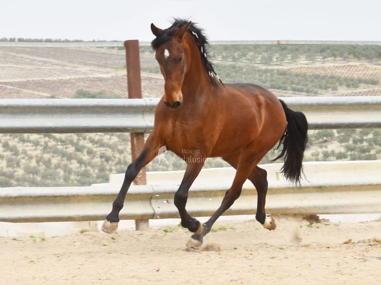 Koń andaluzyjski Wałach 5 lat 157 cm Gniada in Provinz Cordoba